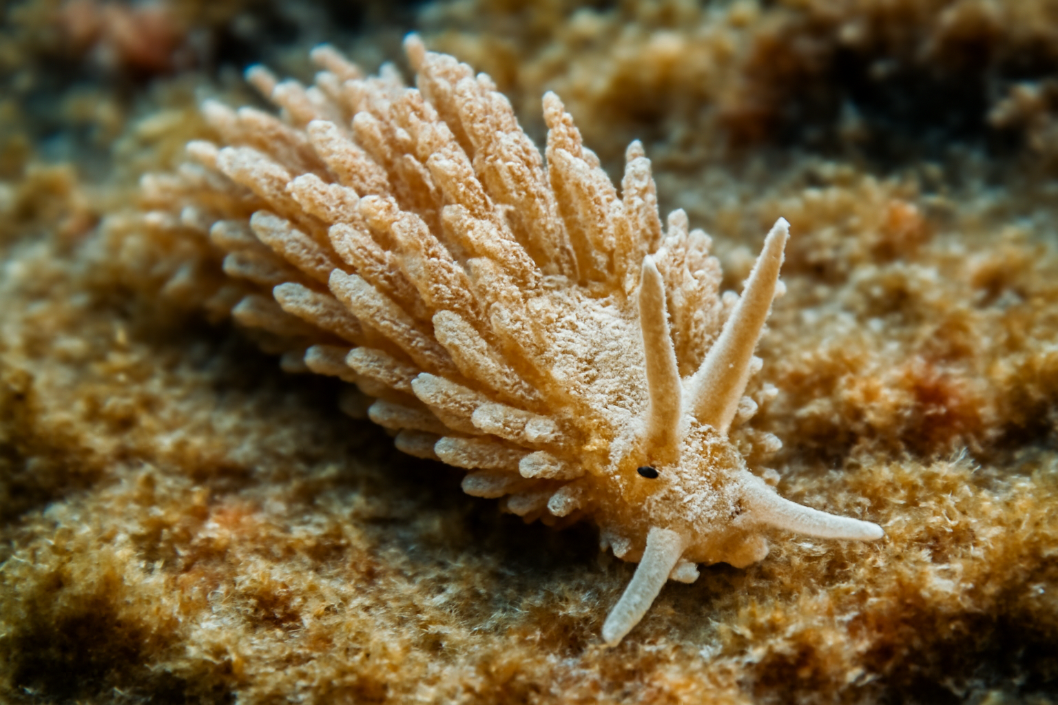 Baeolidia