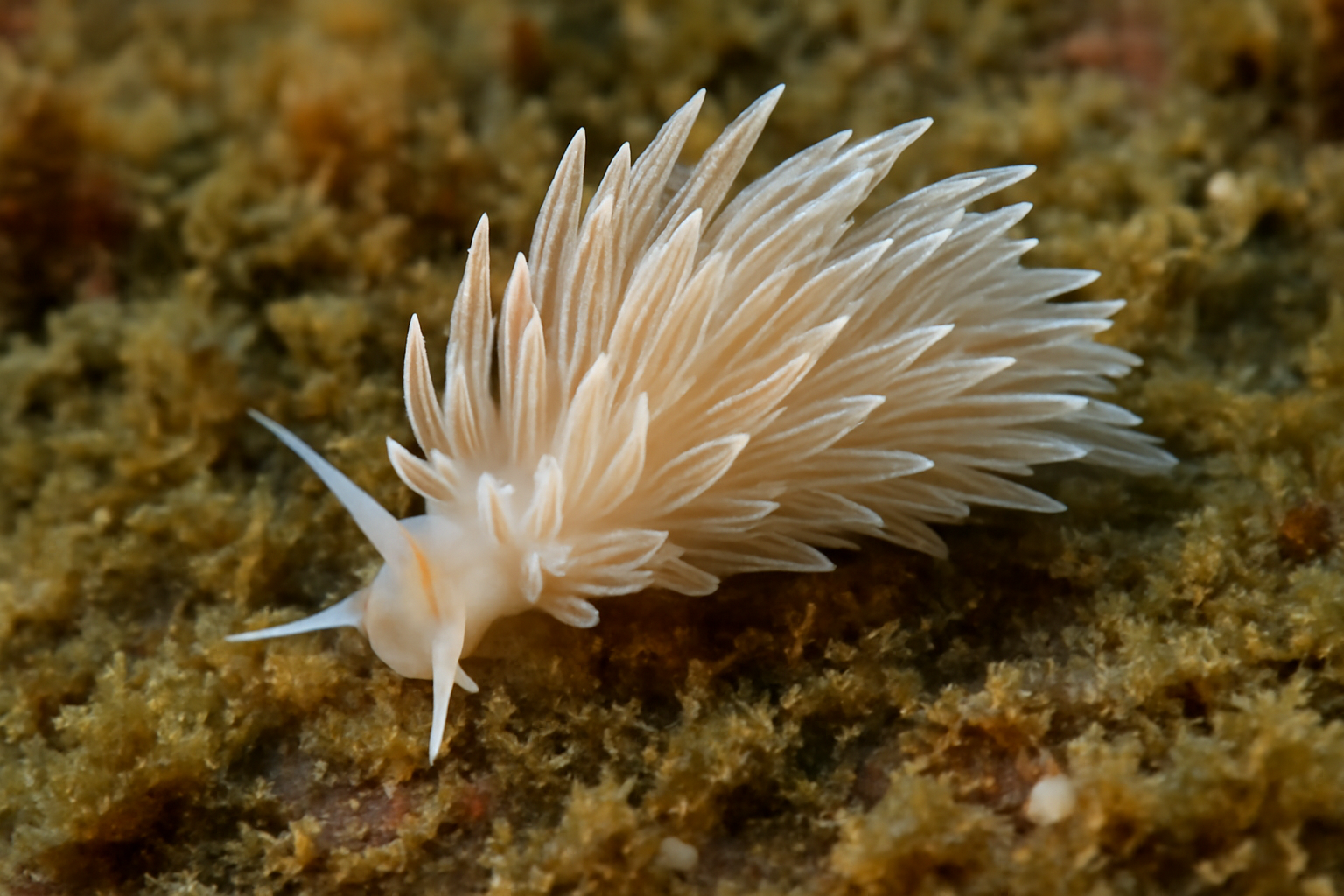 Cumanotus