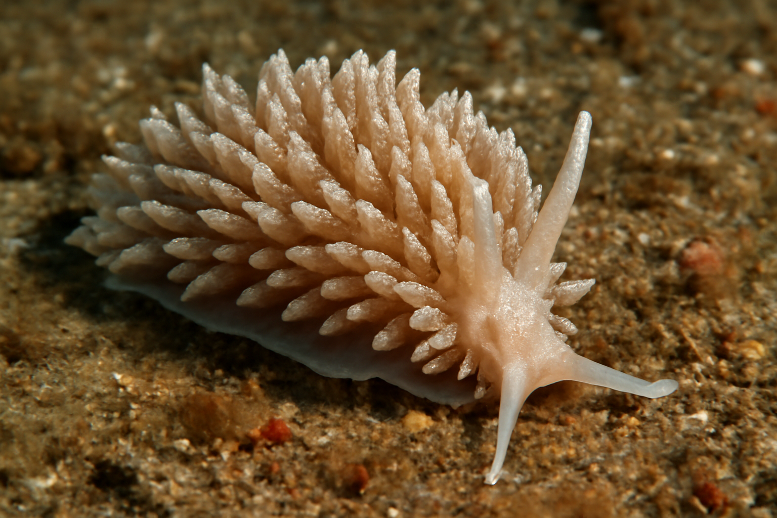 Spurilla