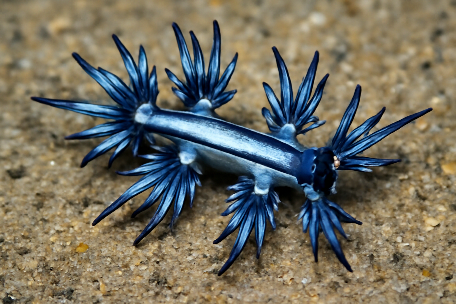 Blue Dragons