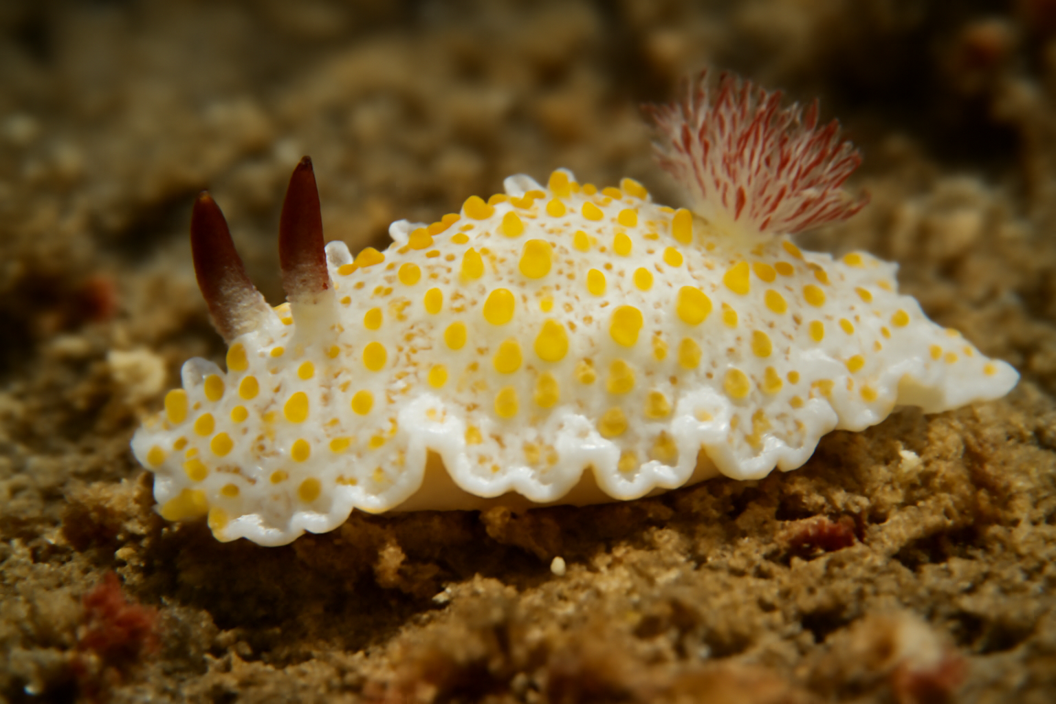Goniodoris