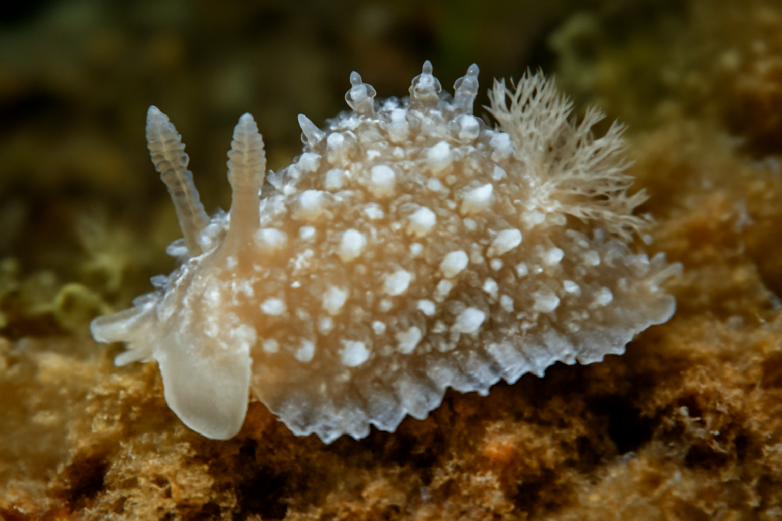 Lophodoris