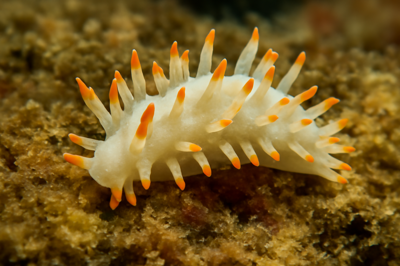 Okenia