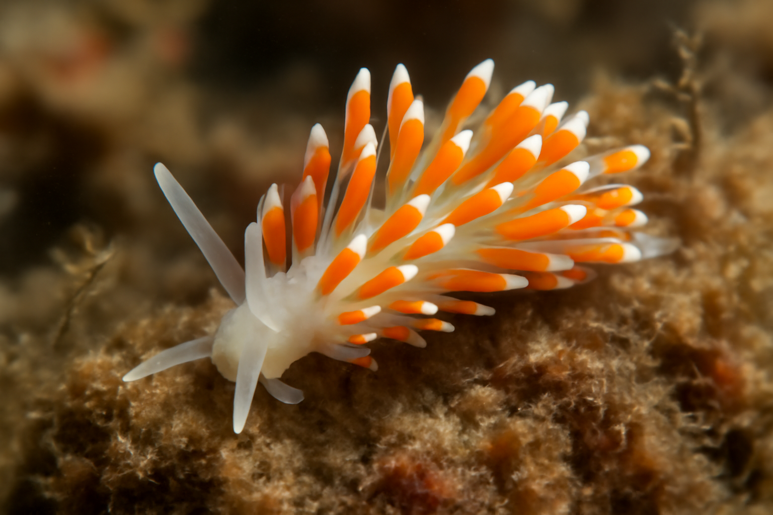 Cuthona