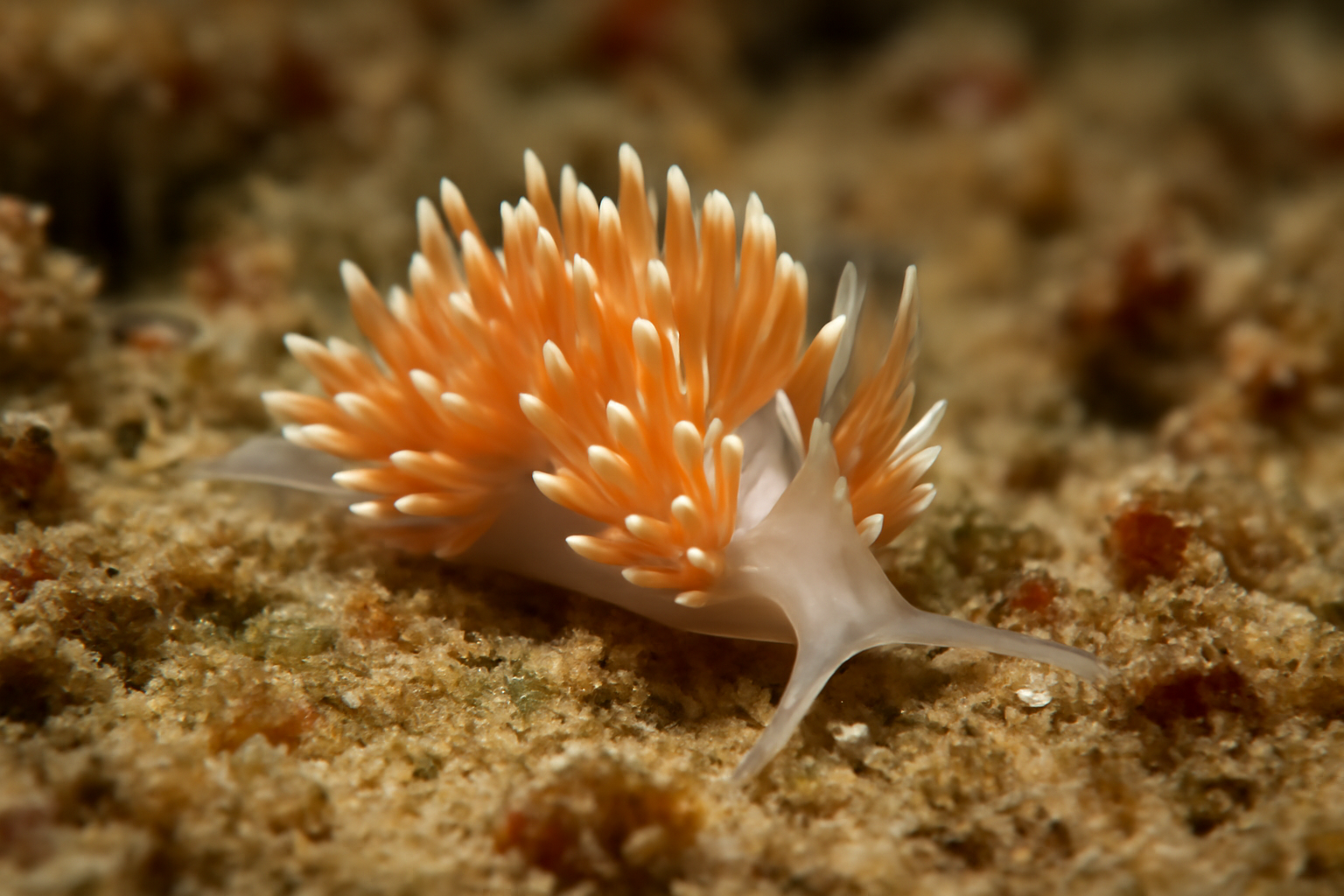 Tenellia