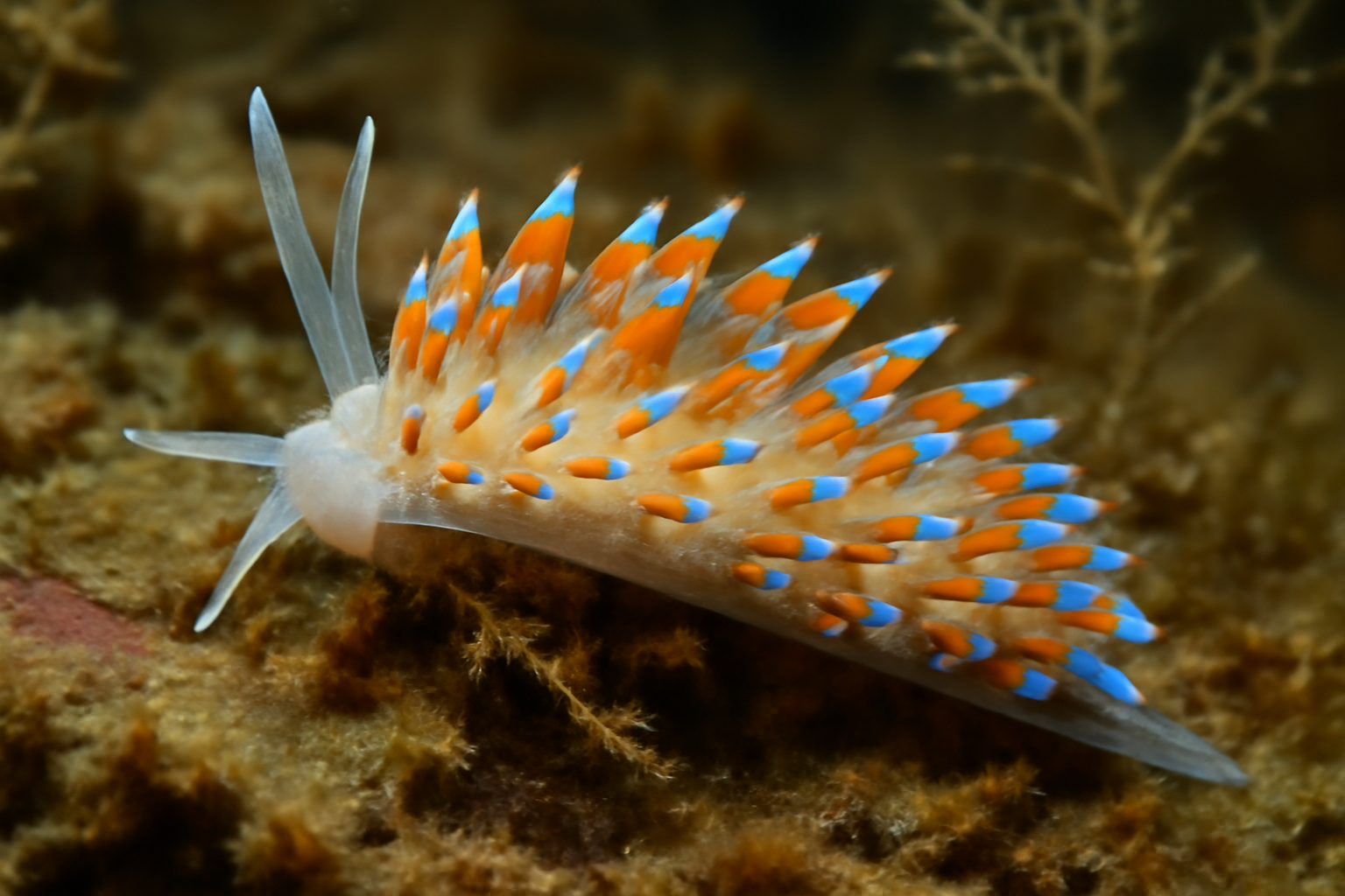 Cuthona