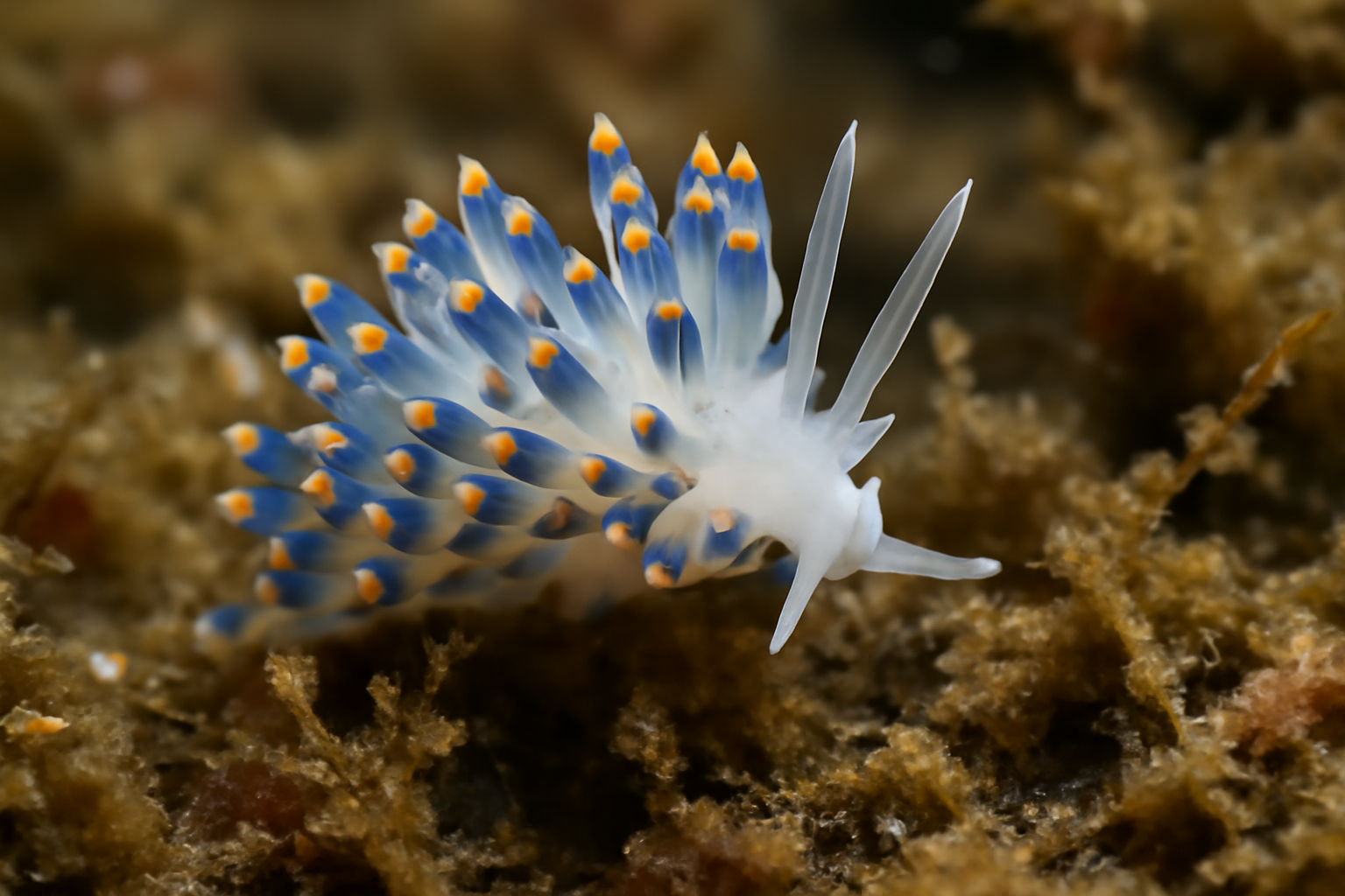 Cuthonella