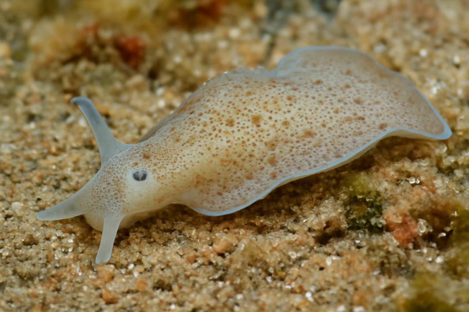 Pallidiglaja
