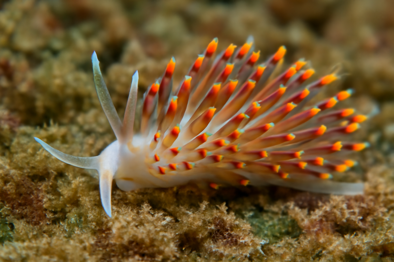 Trinchesia