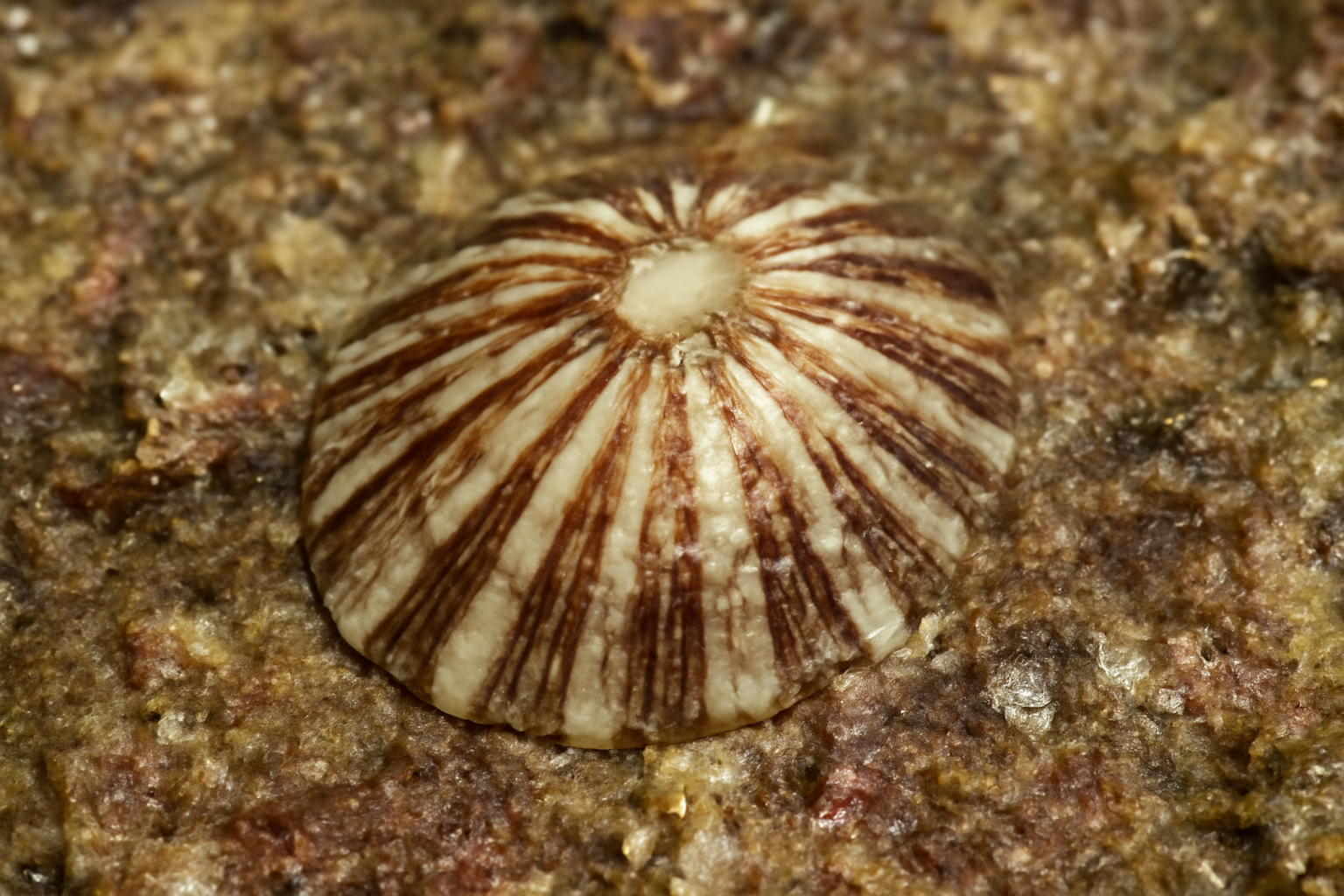 Rayed limpets