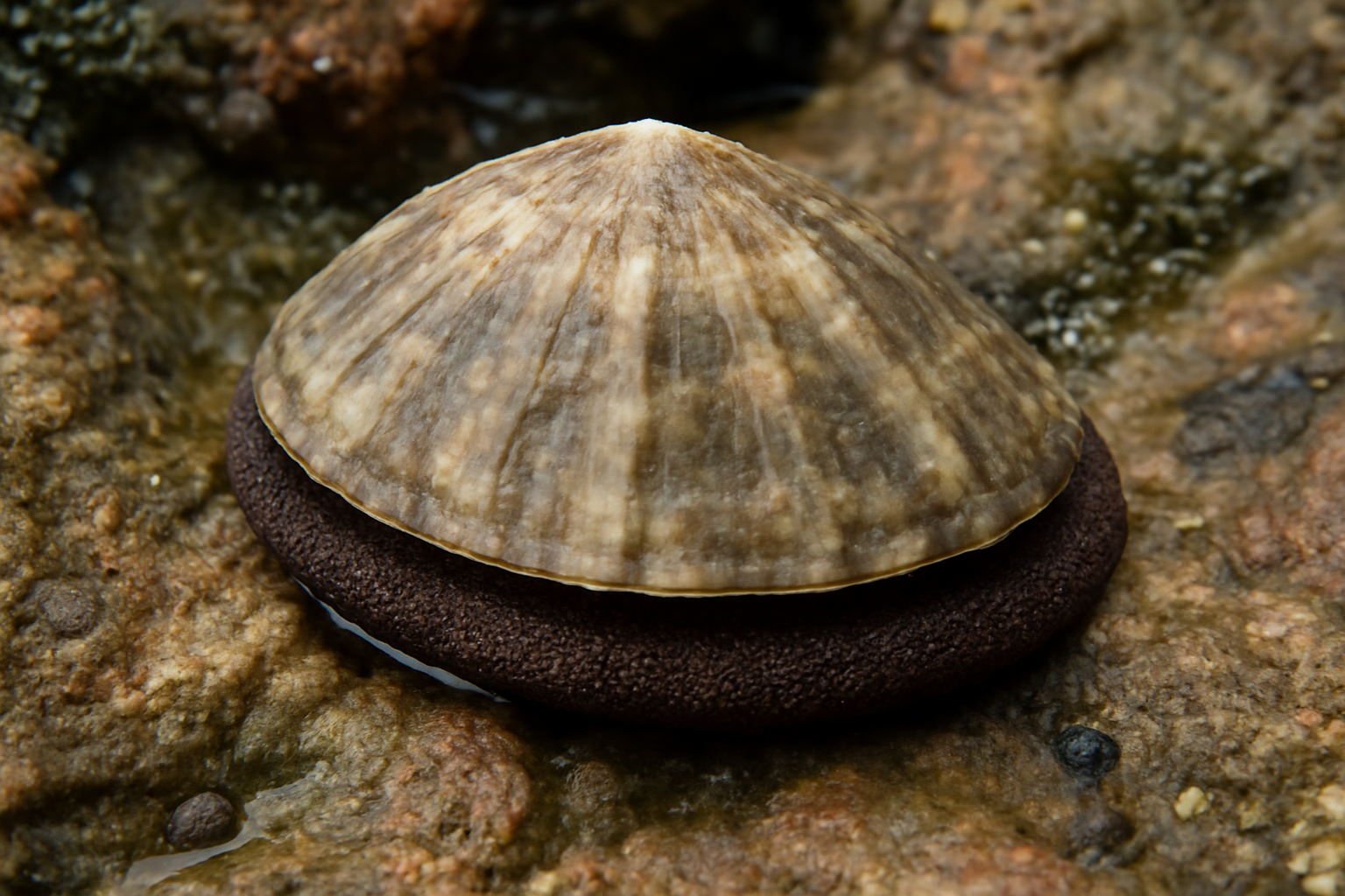 Giant limpets