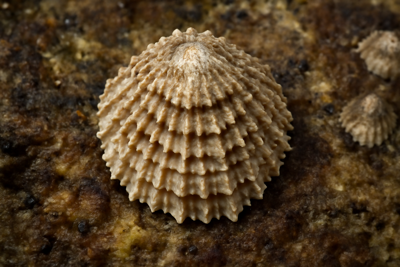 Scaly limpets