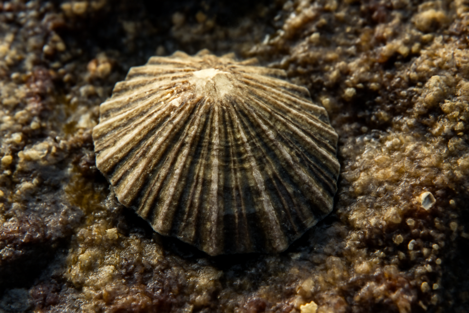 Ribbed limpets