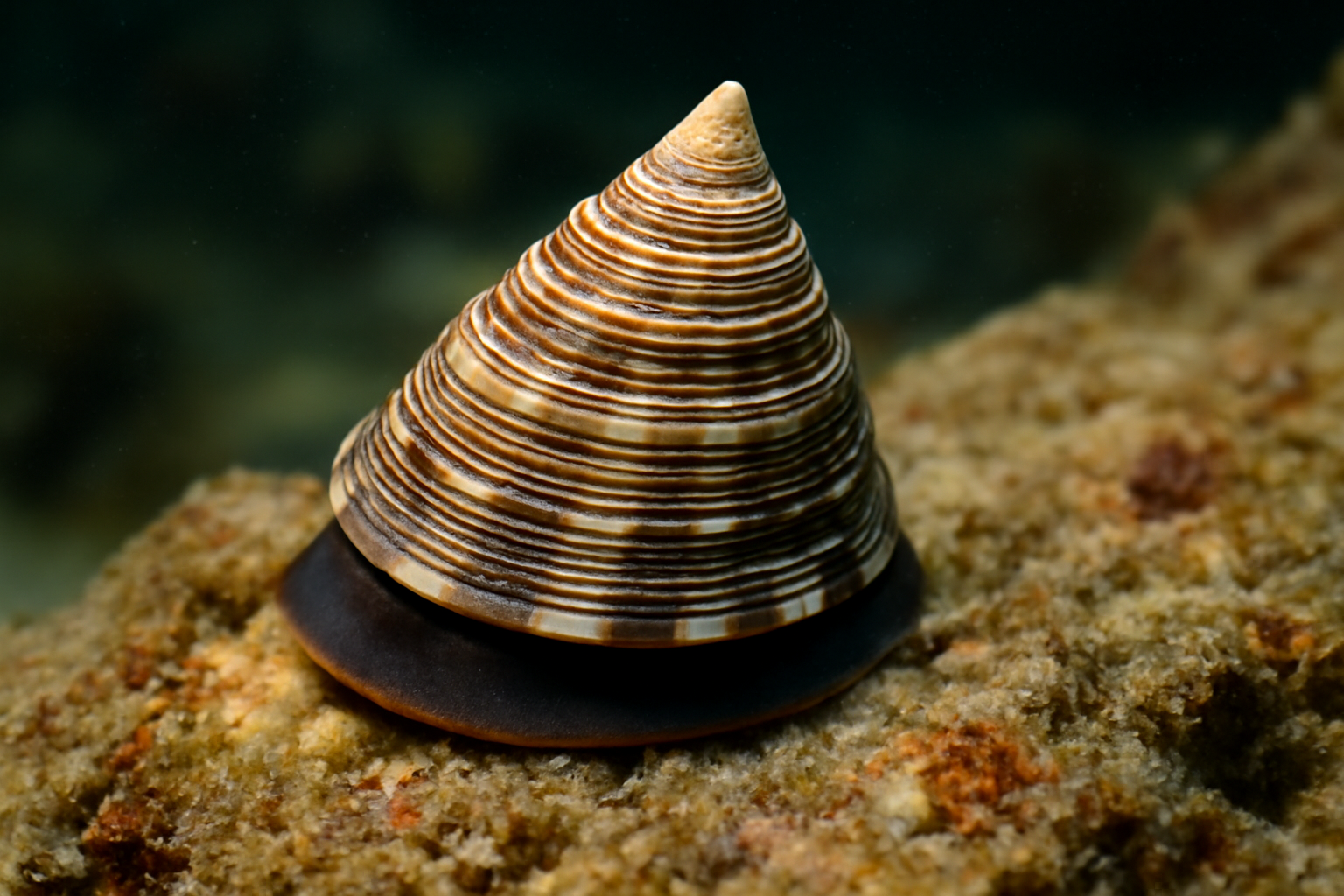 Turret limpets