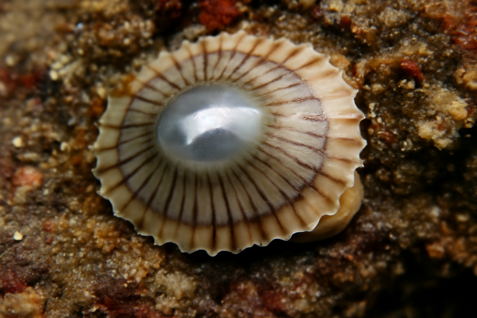 Mirror Limpets