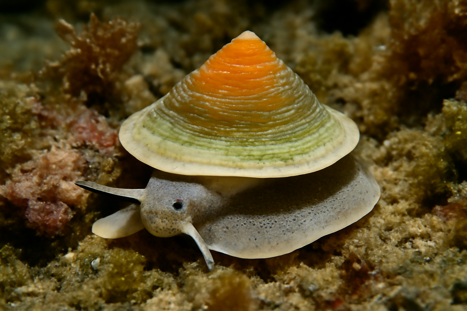Cup-and-Saucer Snails
