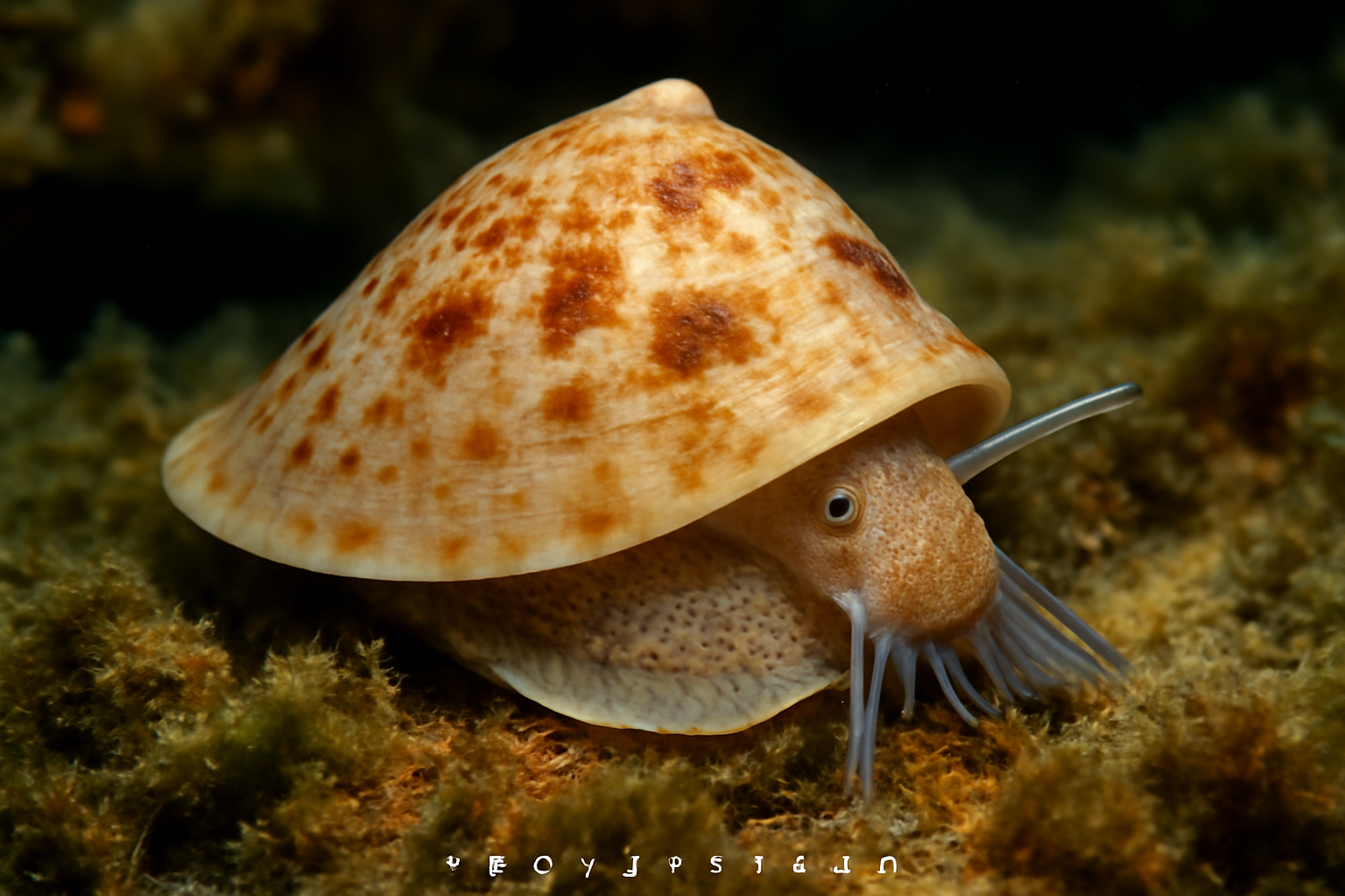 Sigapatella