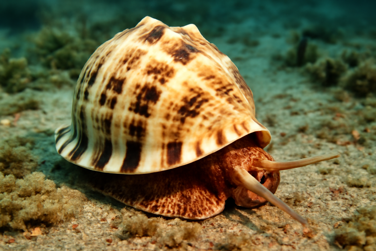 Helmet Shells