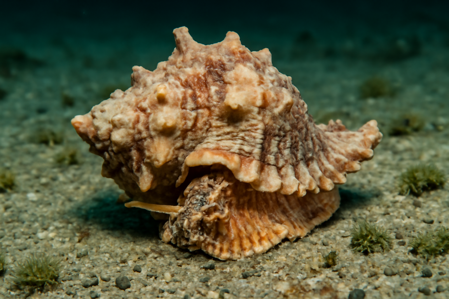 Frog Shells