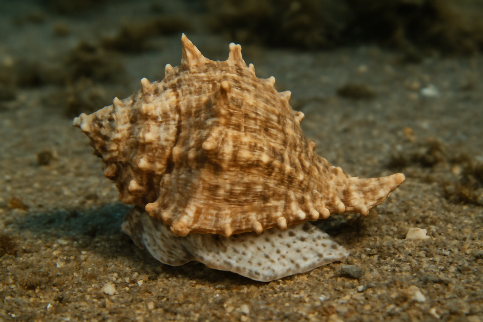 Bufonaria