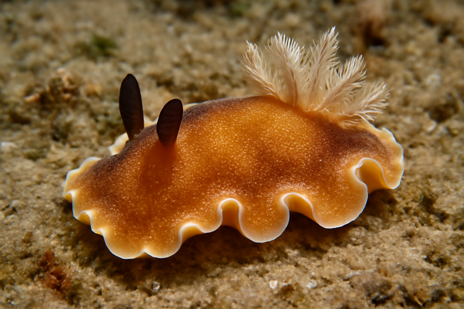 Crossata