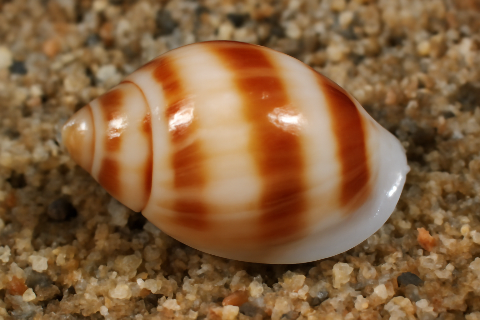 Gibberula
