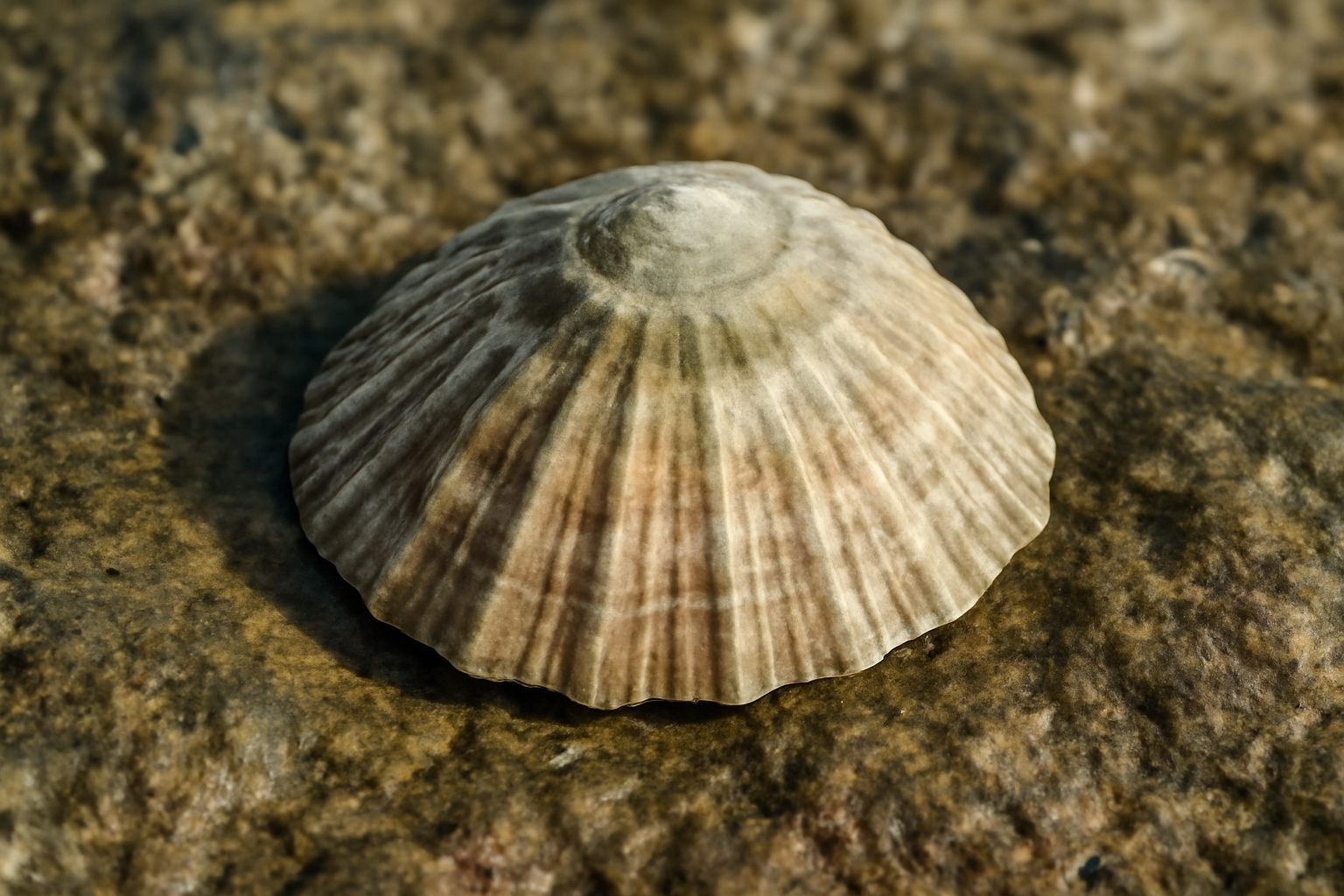 Common limpets
