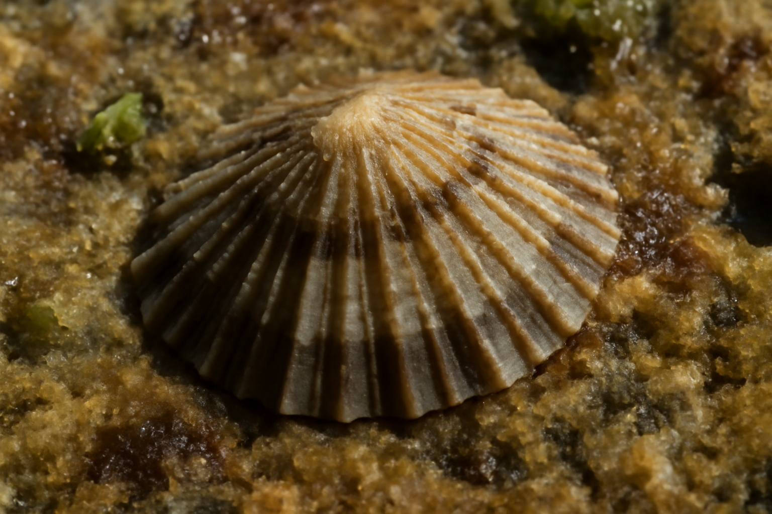 Ridged limpets