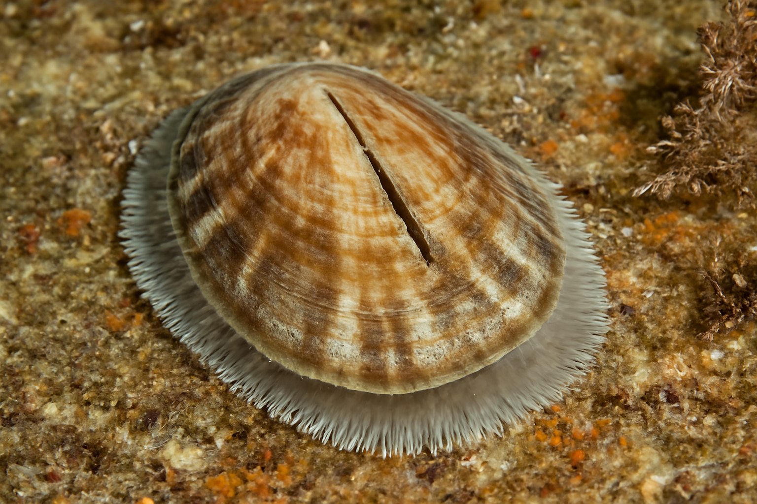 Atlantic slit limpets