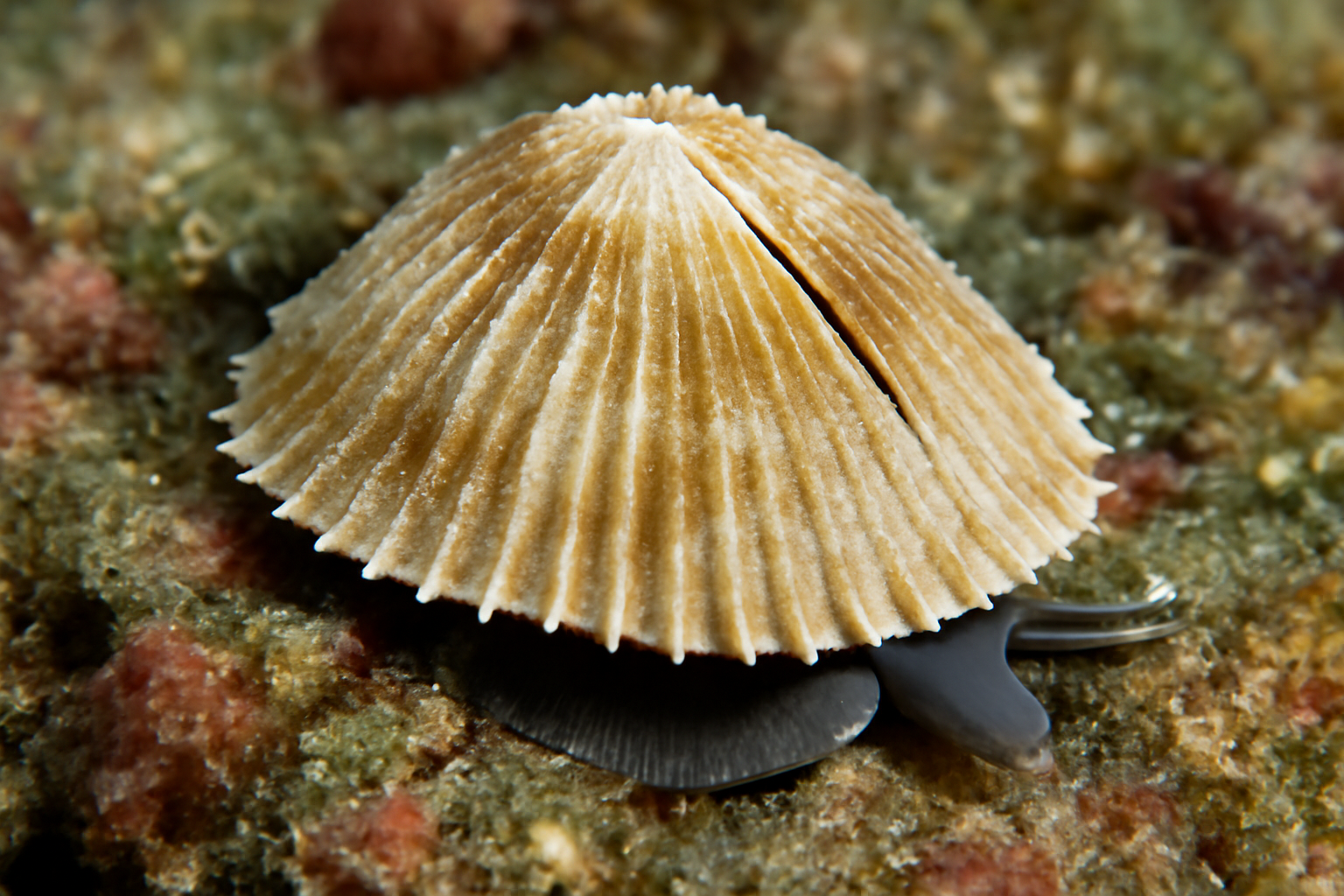 Emarginate slit limpets