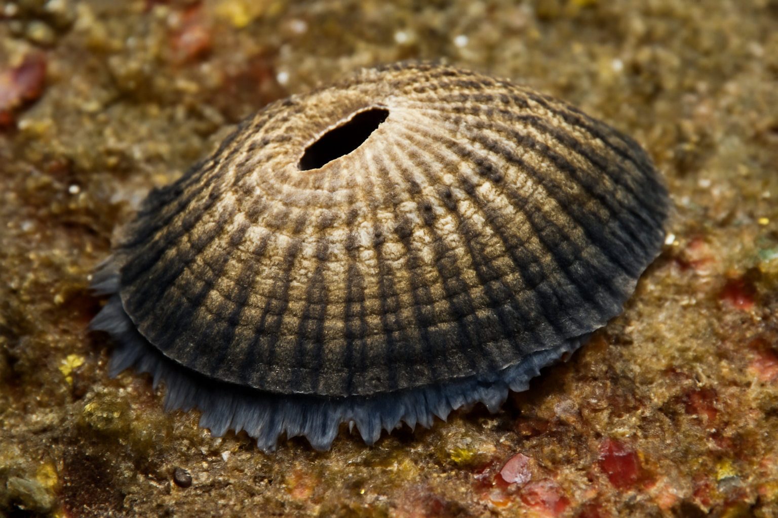 Ridgeback keyhole limpets