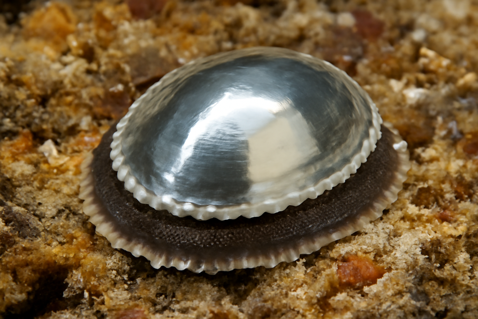 Mirror limpets