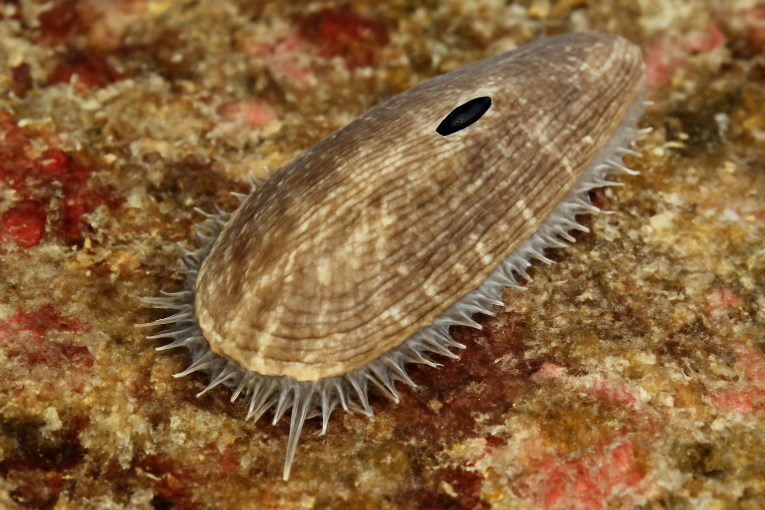 Slender keyhole limpets