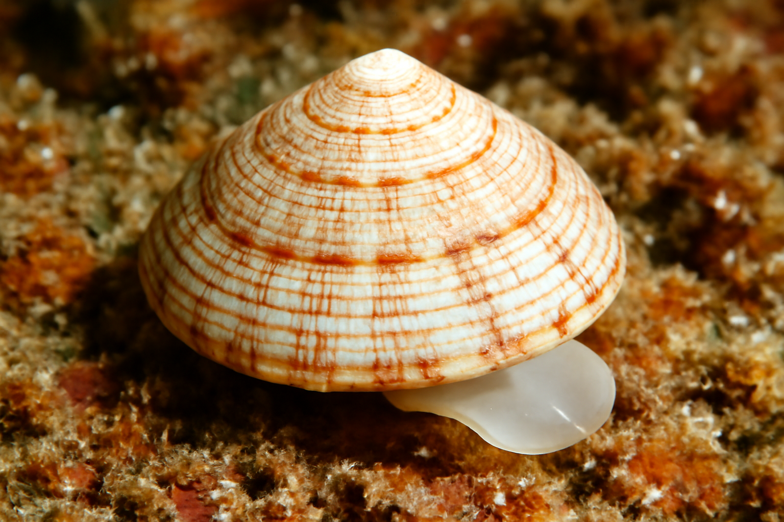 Sukashitrochus