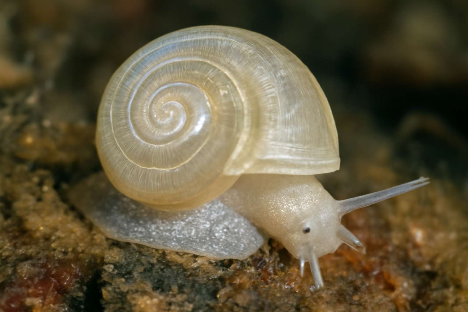 Scissurella