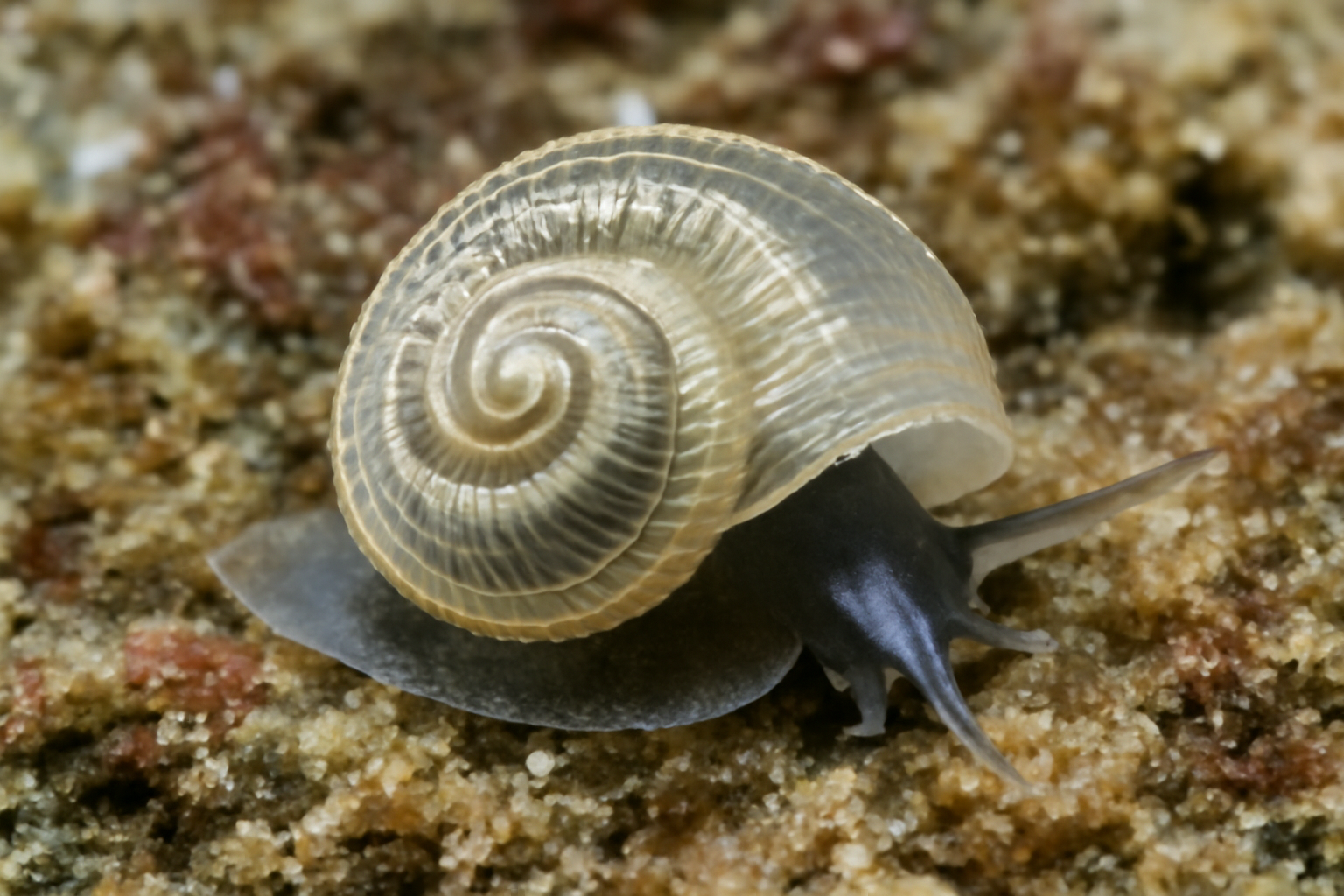Sinezona