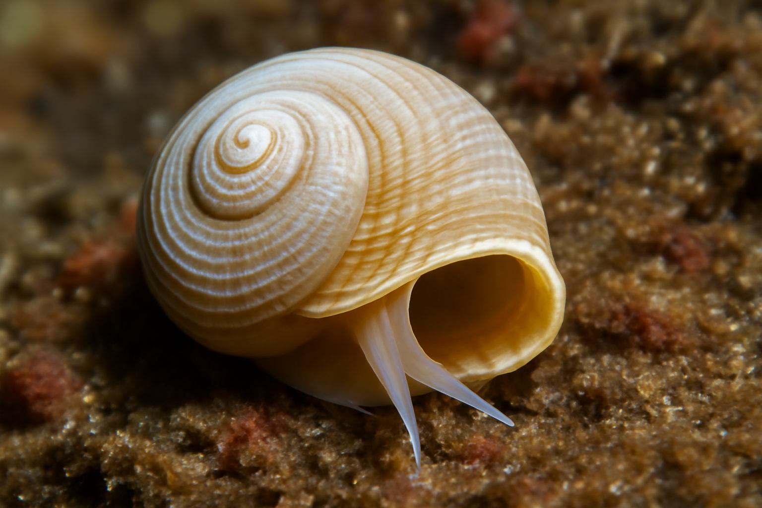 Anatoma