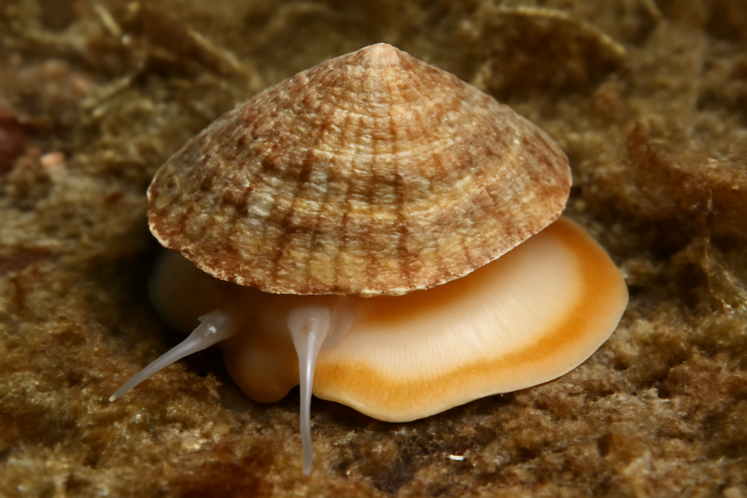 Bostrycapulus