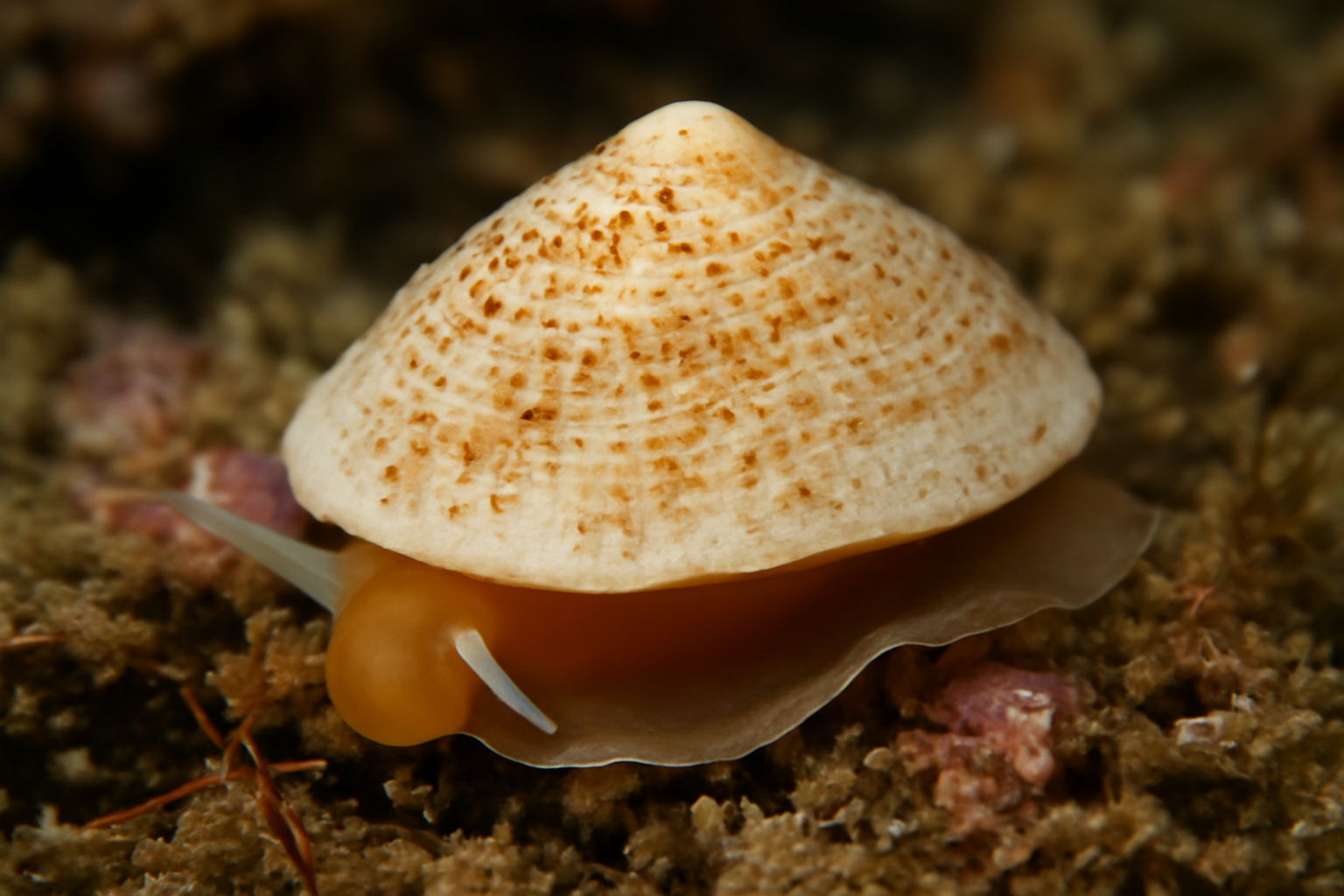Sigapatella
