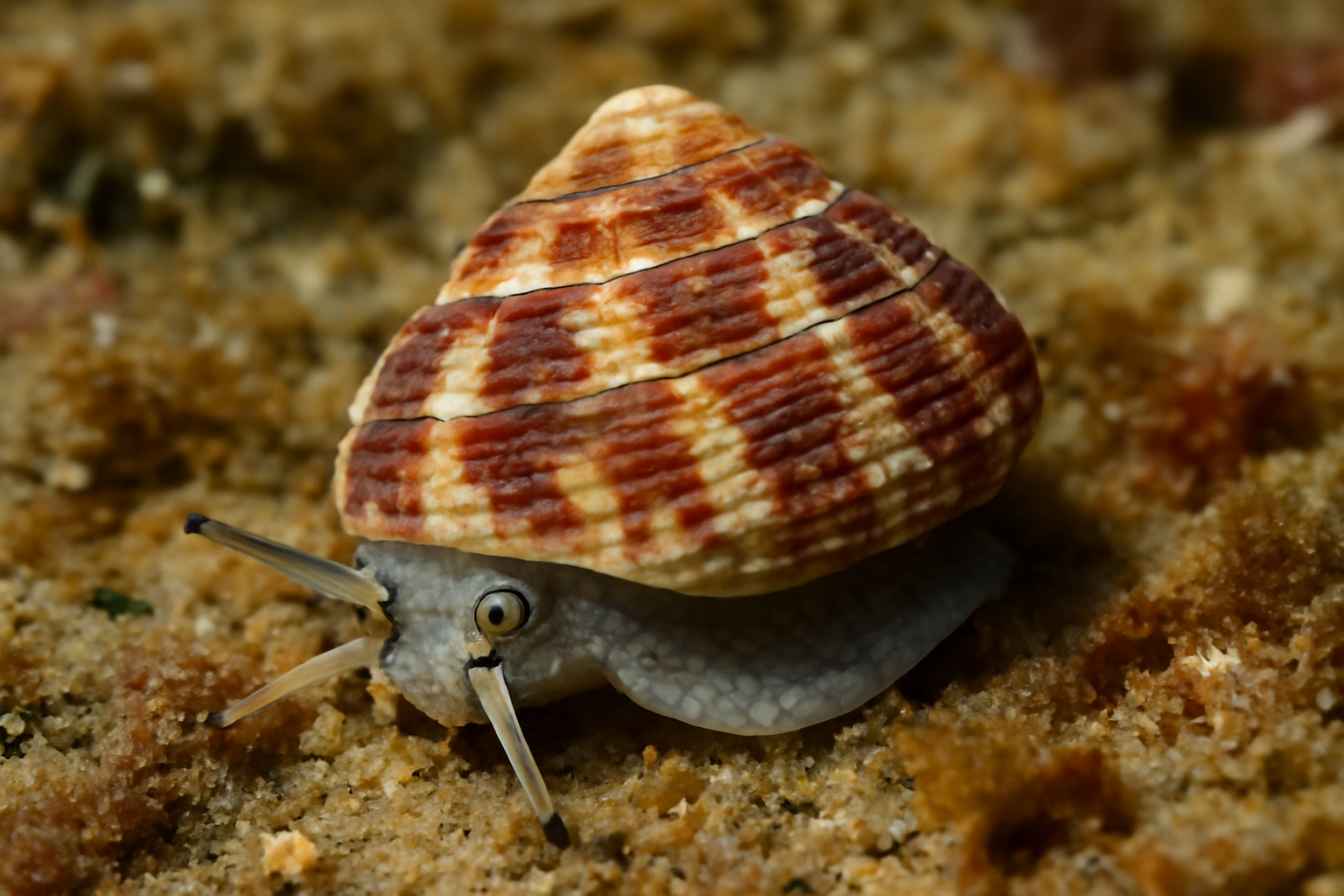 Gibbula