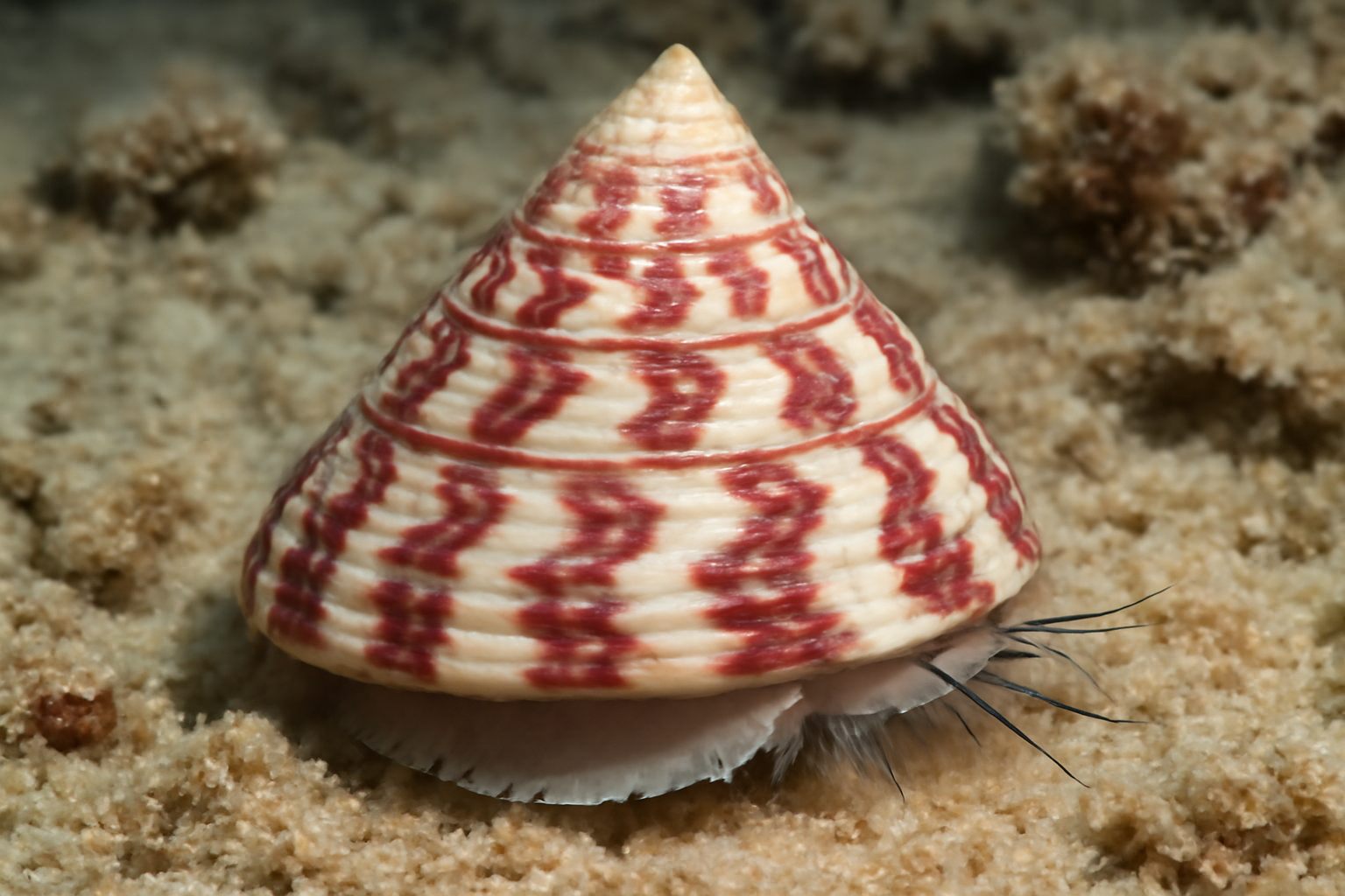 Trochus