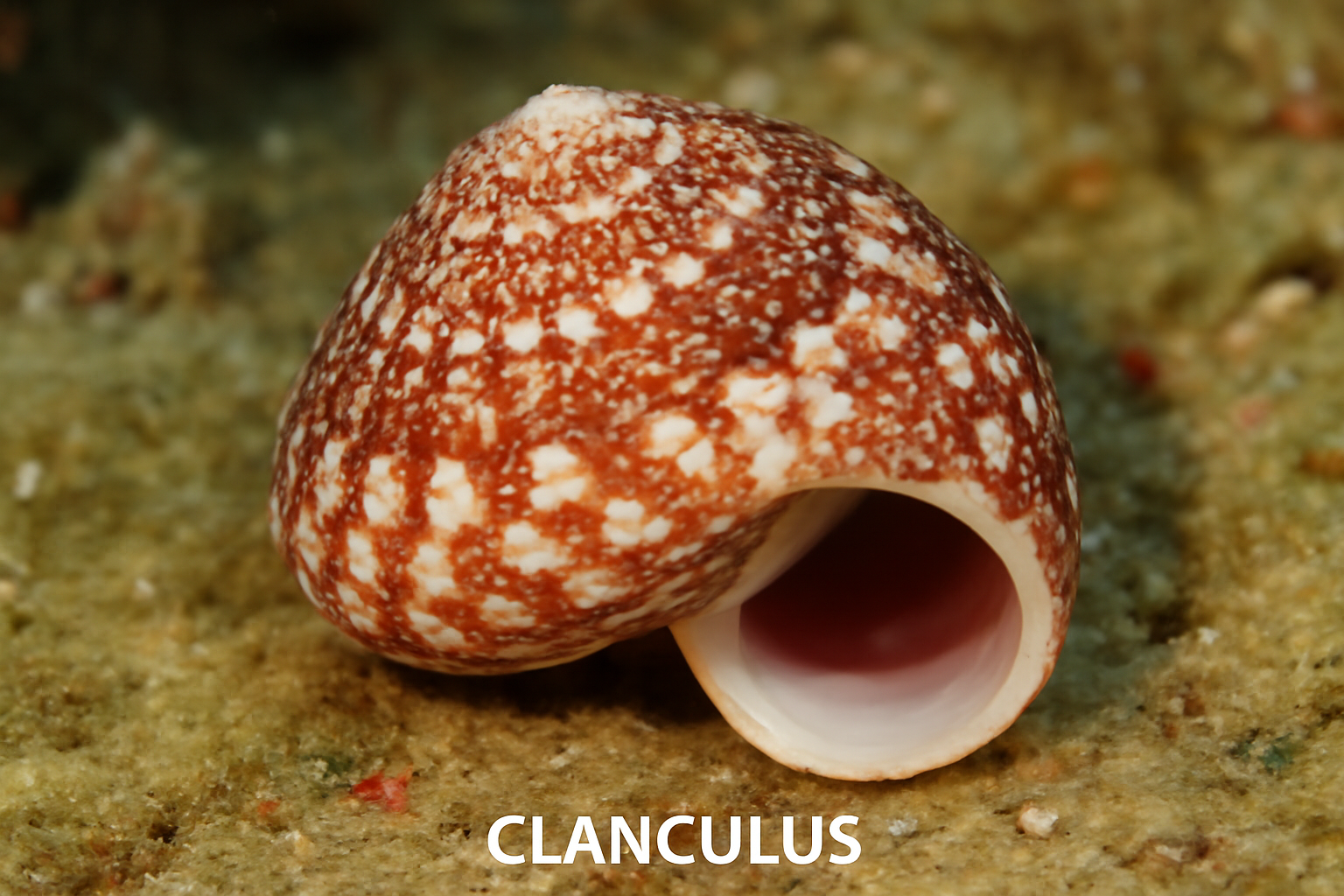 Clanculus