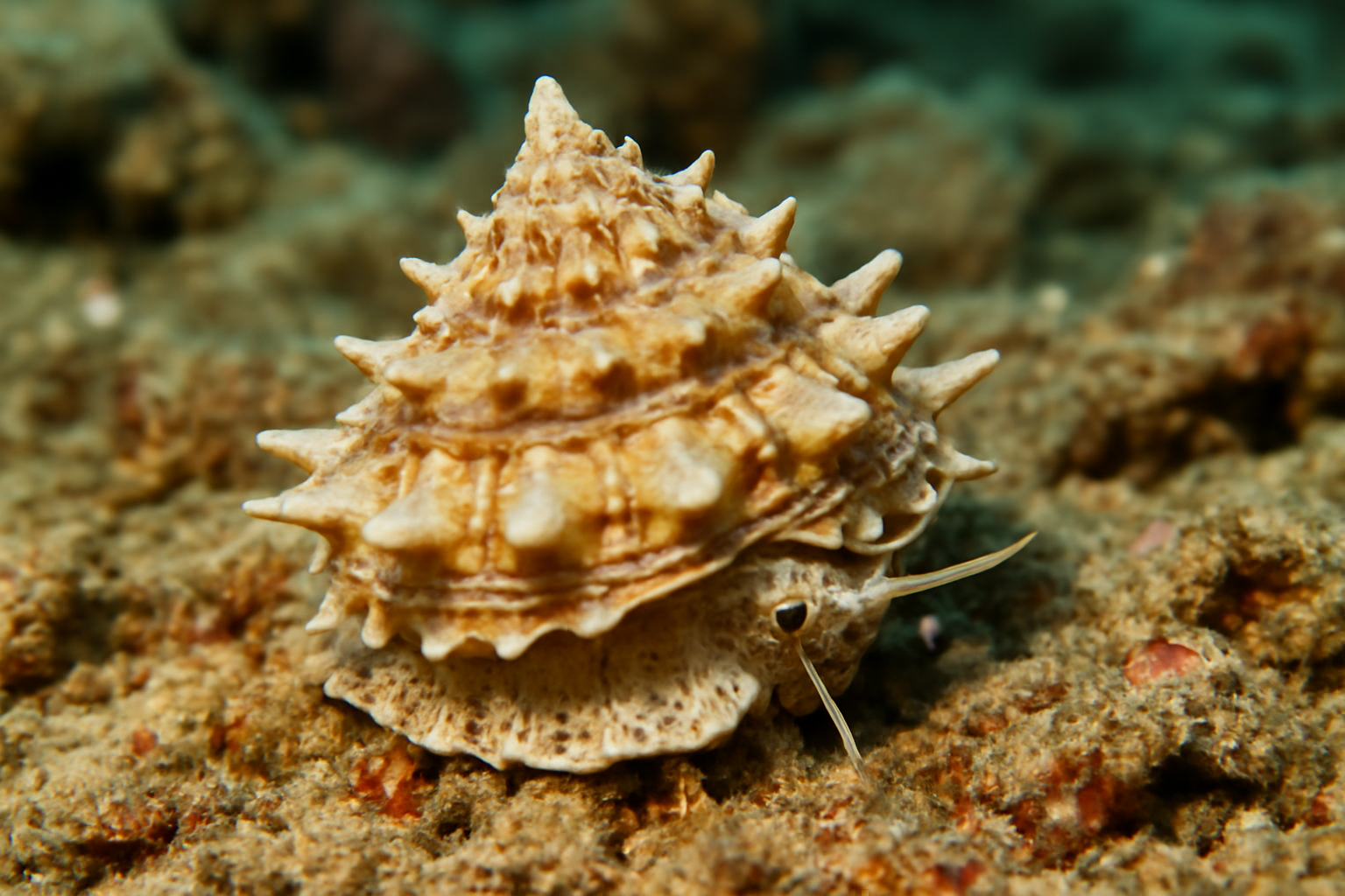Astralium