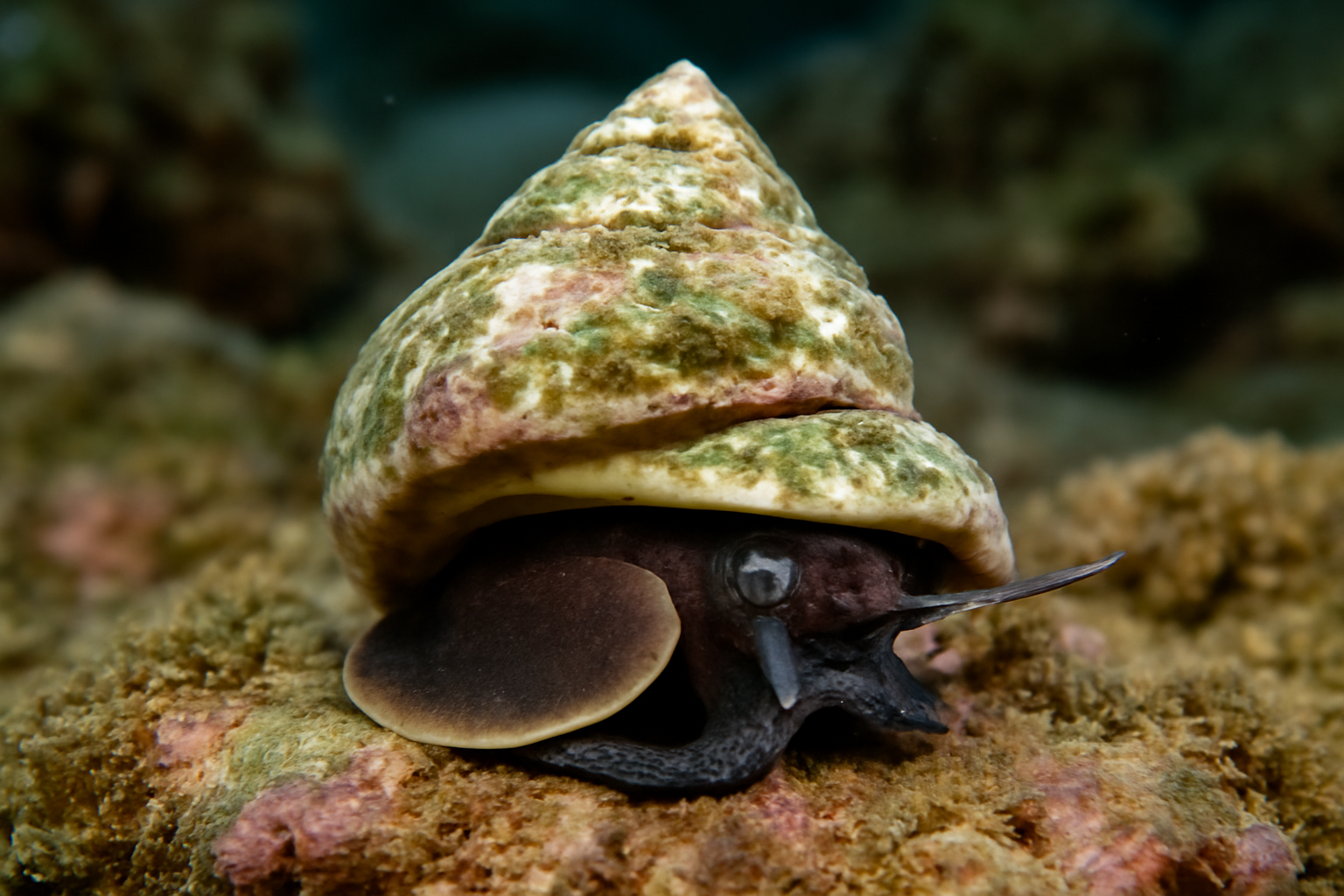 Turban Snails
