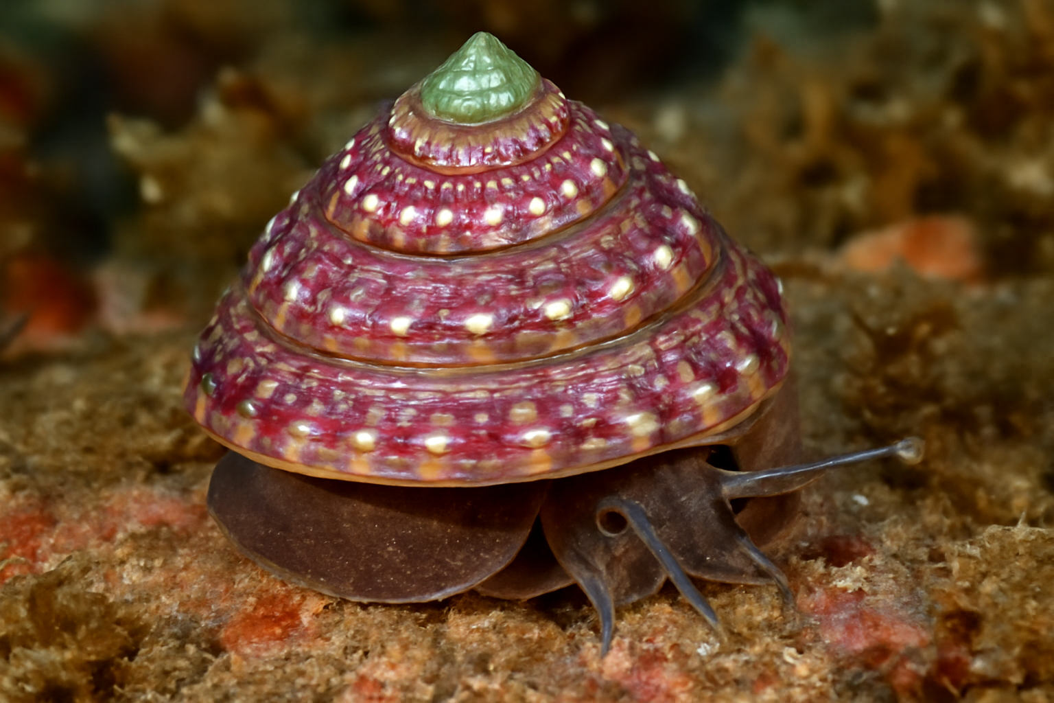 Jewel Top Shells