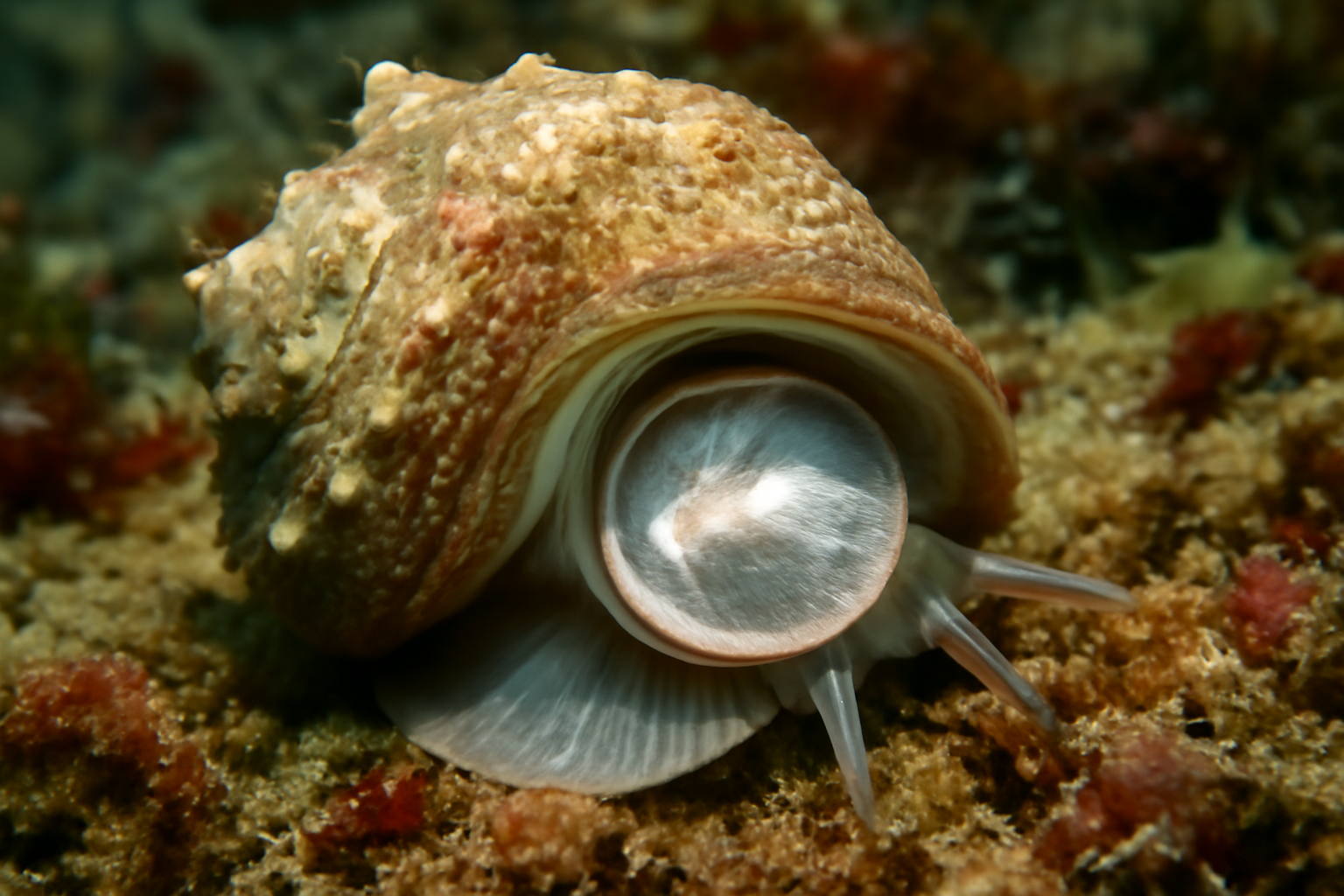 Silver-mouth Turbans
