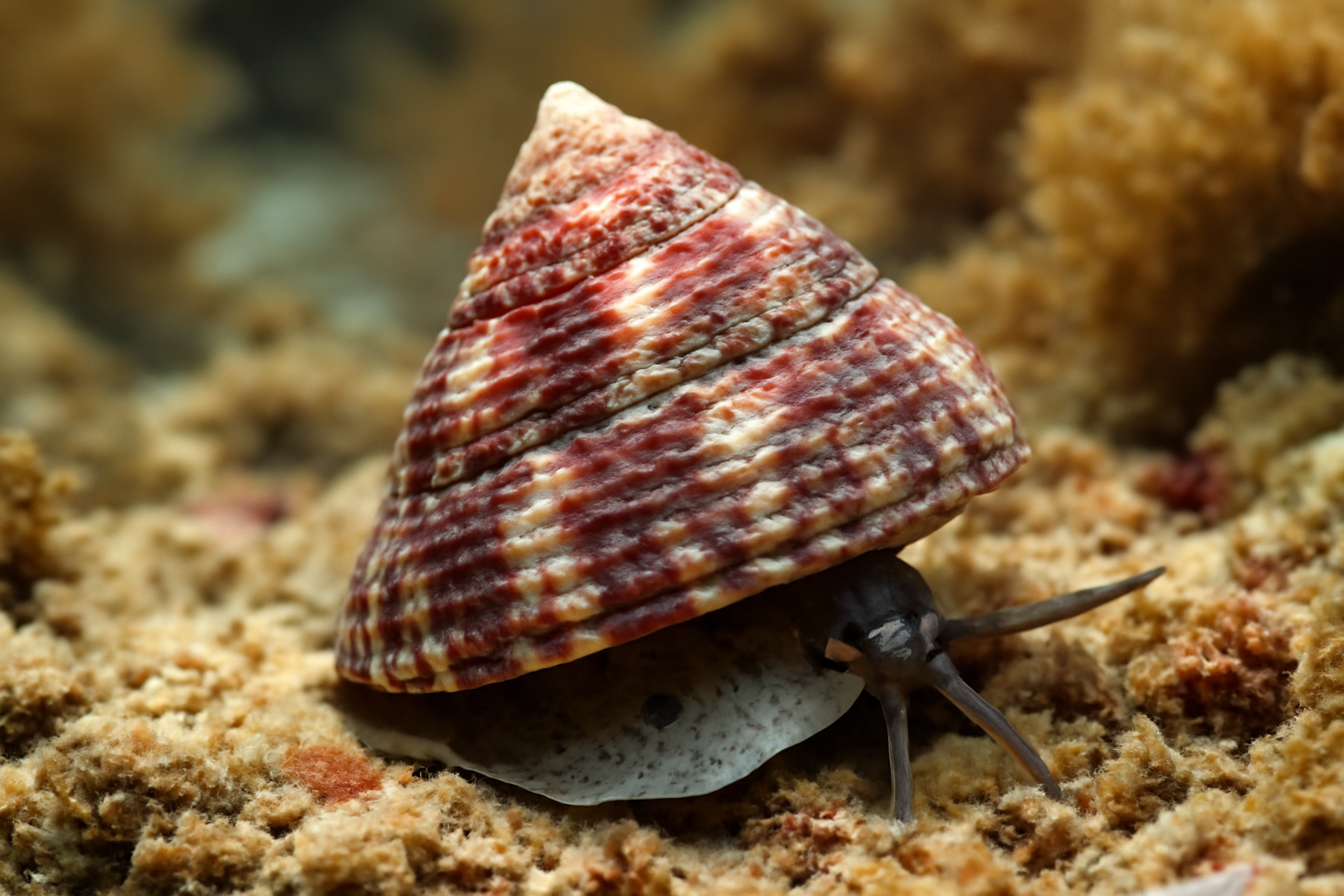 Top Shells
