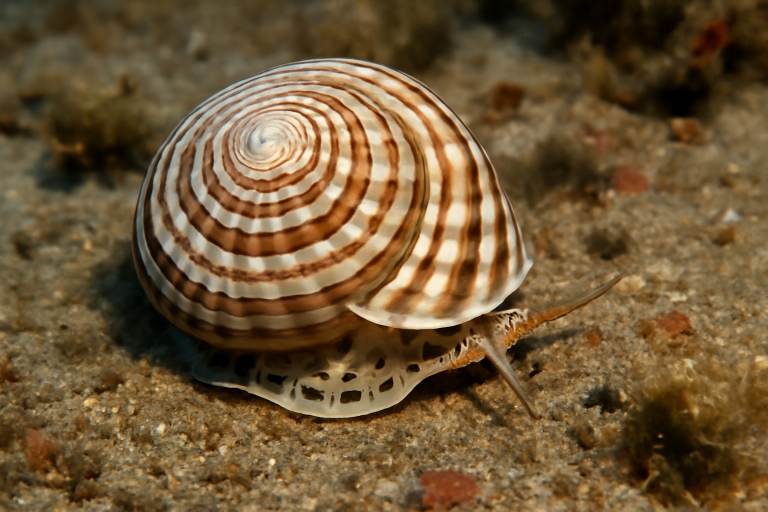 Sundial Shells