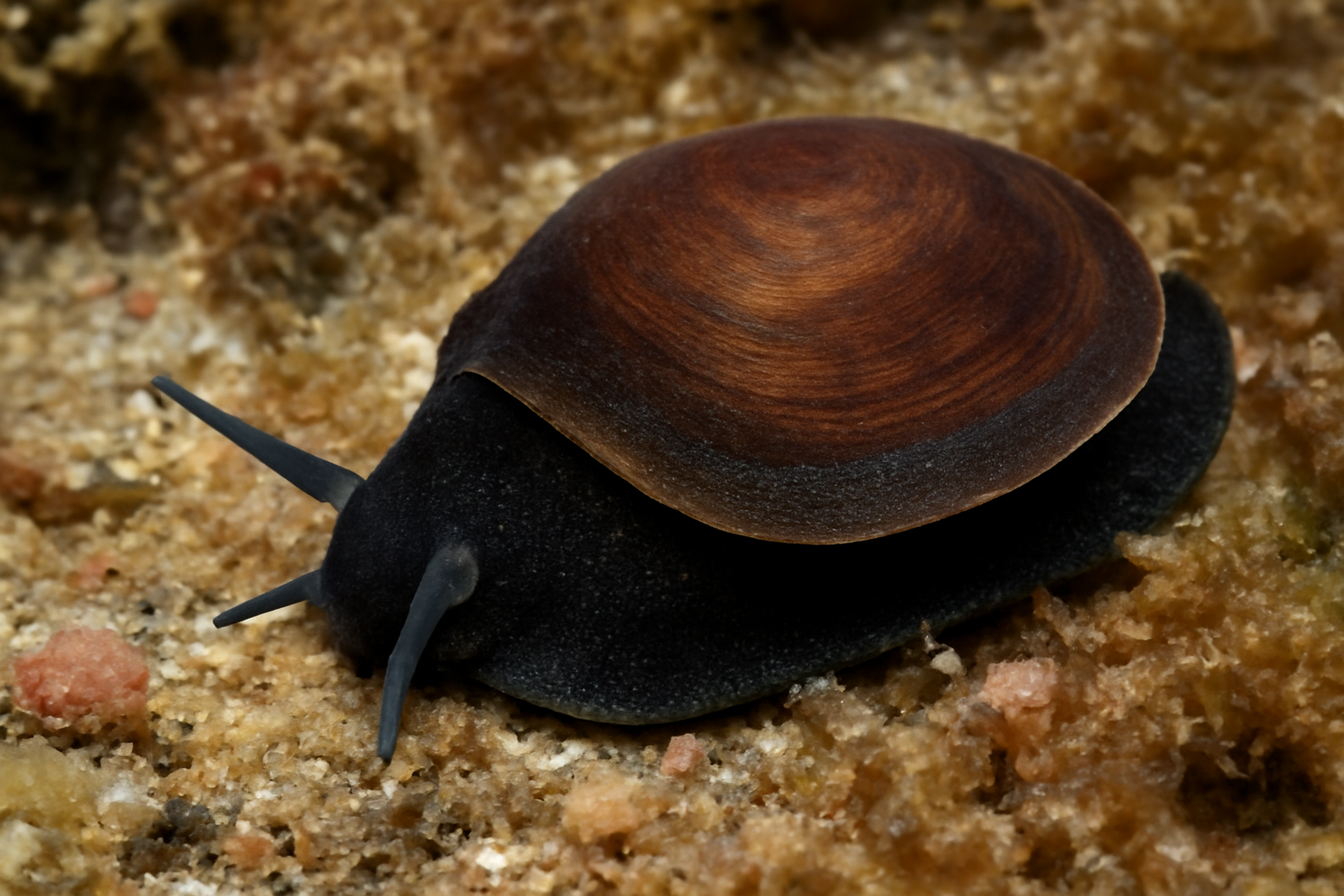 Velvet Snails