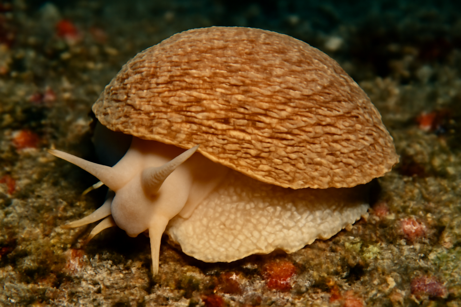 Lamellar Snails